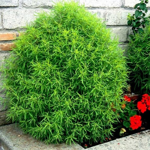 بذور مكنسة الجنة ( الكوشيا ) Kochia Scoparia