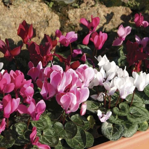 بذور زهرة بخور مريم "نبات داخلي" ( cyclamen )