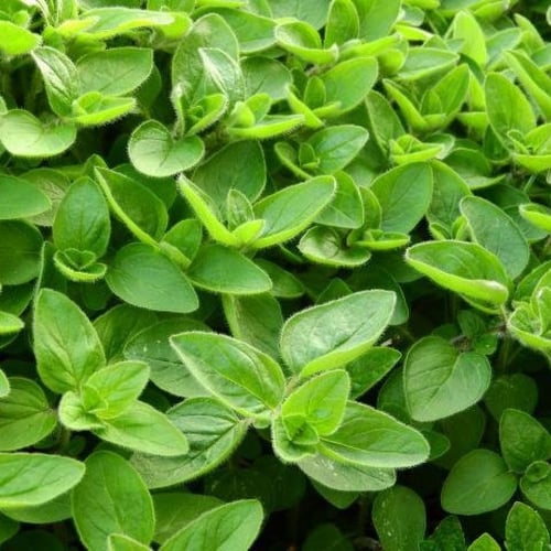 بذور عشبة البردقوش - Origanum majorana