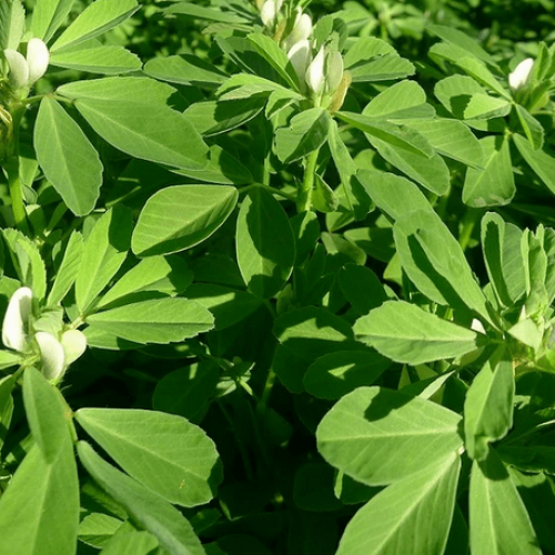 بذور عشبة الحلبة الصفراء ( Trigonella foenum-graec...