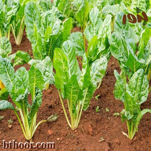 بذور السلق (Beta vulgaris subsp. cicla)