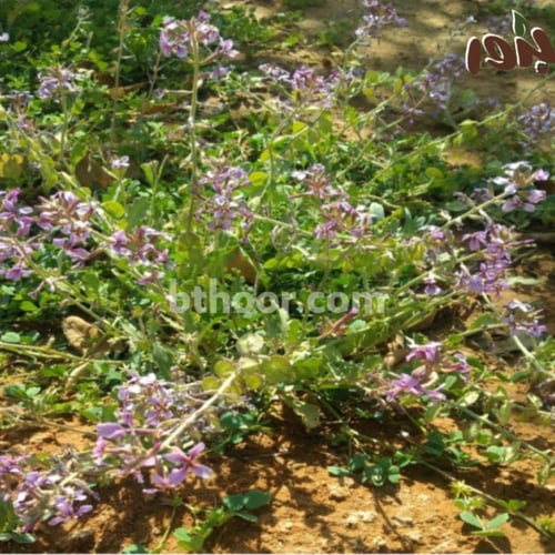 بذور الخزامى البري (Horwoodia dicksoniae)