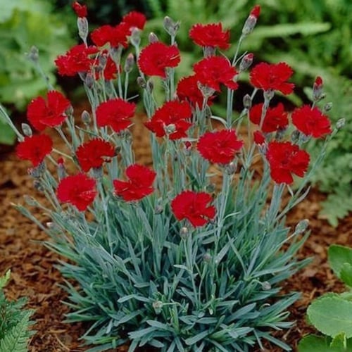 بذور زهرة القرنفل أحمر - Dianthus caryophyllus
