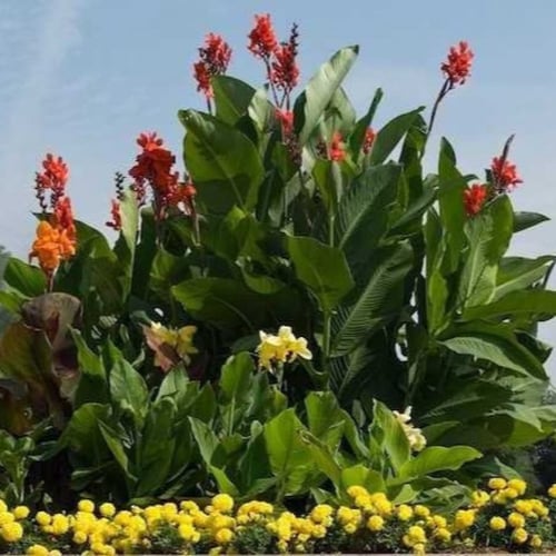 بذور الكنا الهنديه الحمراء ( canna indica )