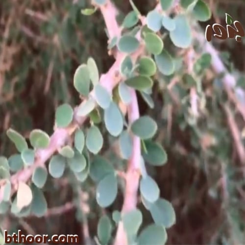 بذور شجرة السرح-المرو (Maerua crassifolia)