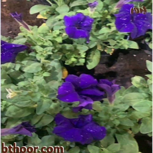 بذور زهرة البيتونيا - ألوان متعددة (جملة)