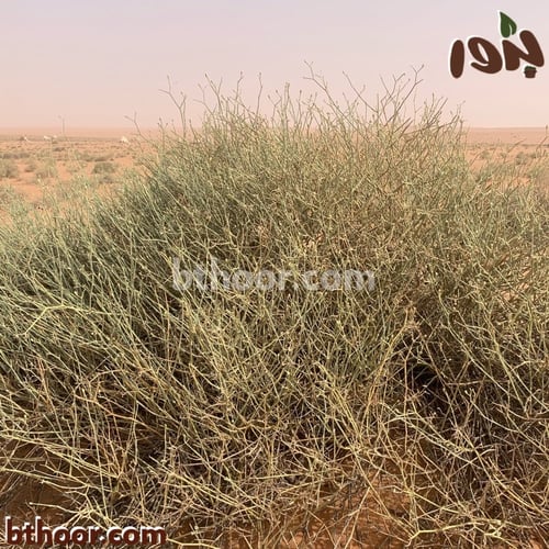 بذور العلجان-قرضي او قزوح ( Deverra triradiata )