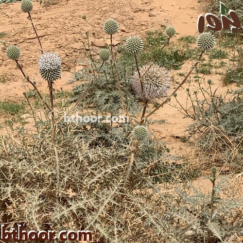 بذور الخرشف او شدق الجمل (Echinops glaberrimus)