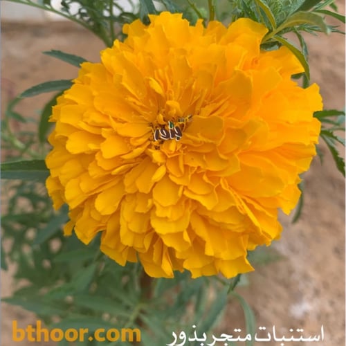 بذور زهرة القطيفة المخملية - Tagetes