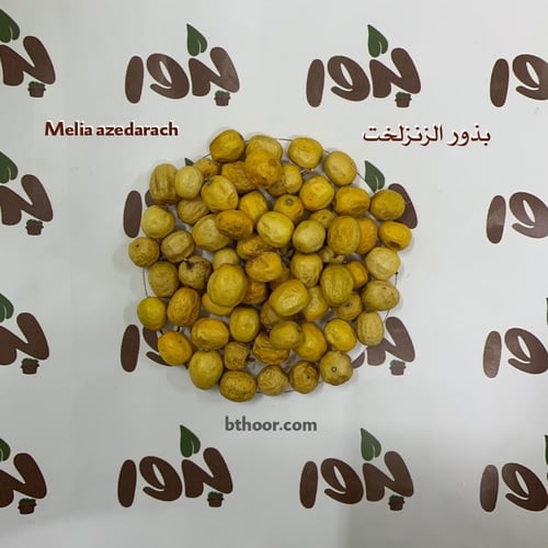 بذور شجرة الزنزلخت(Melia azedarach)