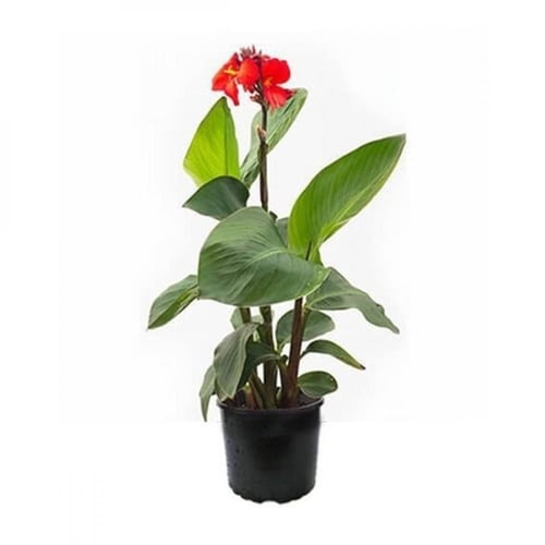 بذور الكنا الهنديه الحمراء ( canna indica )