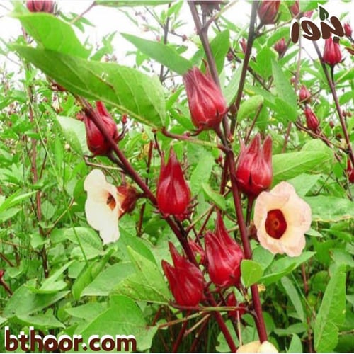 بذور الكركدية - غجر ( جملة )