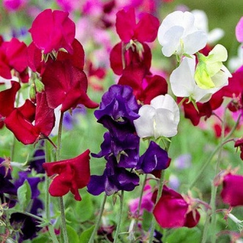 بذور بسلة الزهور - البسلة العطرية ( Lathyrus odo...