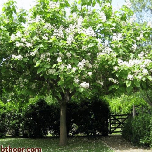 بذور شجرة الكاتالبا (Catalpa speciosa)