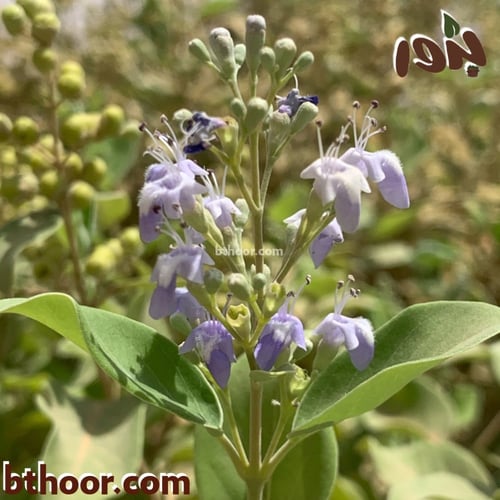 بذور شجيرة وايتكس المبرقشة-الفتيكس المبرقشة( Vitex...