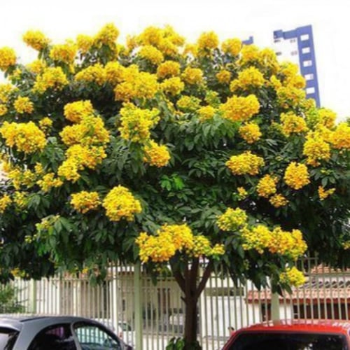بذور كاسيا جلوكا( Cassia glauca )