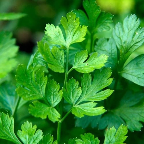 بذور نبات البقدونس (Petroselinum crispum)