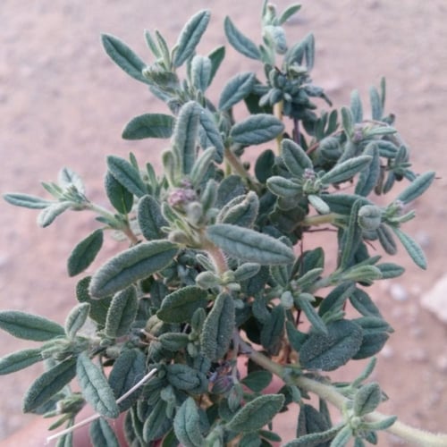 بذور الرقروق المصاحب للكمأة أو الفقع ( Helianthemu...