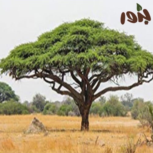 بذور شجرة الصمغ‬ ‫العربي (Acacia senegal)