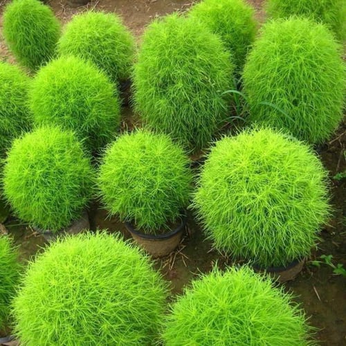 بذور مكنسة الجنة ( الكوشيا ) Kochia Scoparia