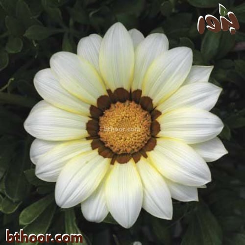 بذور جازانيا بيضاء-غازانيا جامدة ( Gazania rigens...