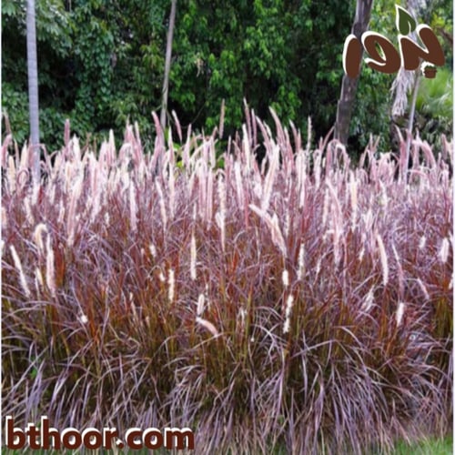 بذور الحلفا اللوان متعددة ( Pennisetum Setaceum )