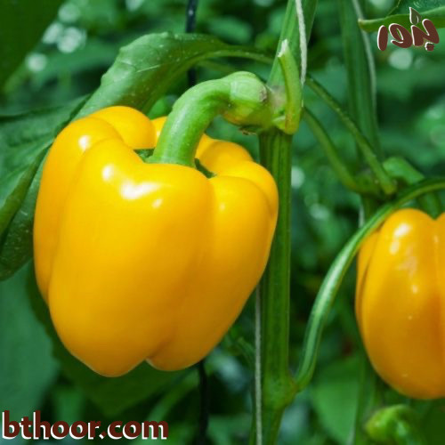 بذور فلفل بارد اصفر ( Capsicum annuum.yellow )