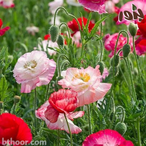 بذور الديدحان الملون -بتلات اكثر (Papaver Rhoeas-D...