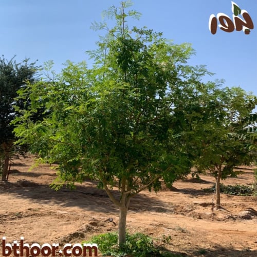 بذور المورينجا اوليفيرا -المورينجا الهندية( Mor...