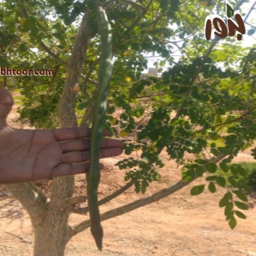 بذور المورينجا اوليفيرا -المورينجا الهندية( Mor...