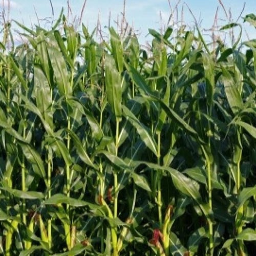 بذور ذرة شامية صفراء - Zea mays