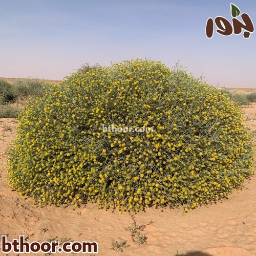 بذور العرفج جملة