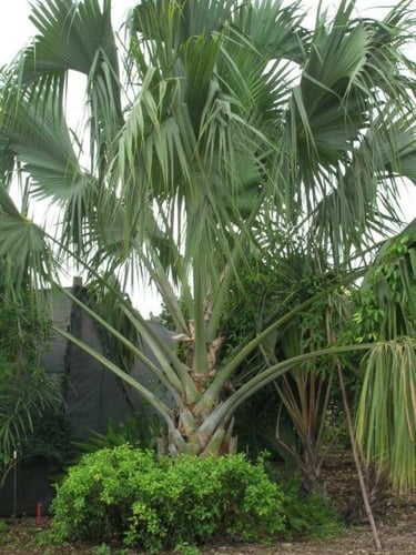 بذور نخيل السابال (ذيل الطاووس) Sabal palmetto