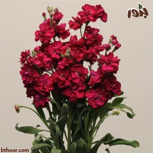 بذور المنثور الأحمر ( Matthiola incana )