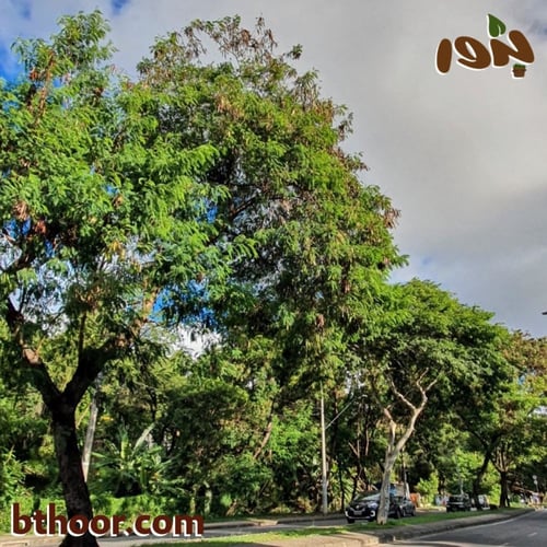 بذور شجرة ليوسينا جملة