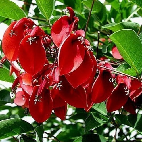 بذور شجيرة ارثرينا(erythrina humeana)