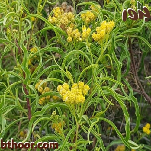 بذور طباق (مديدة) Psiadia punctulata