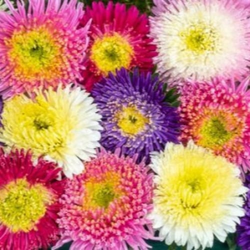 بذور زهرة النجمية ( Callistephus chinensis )