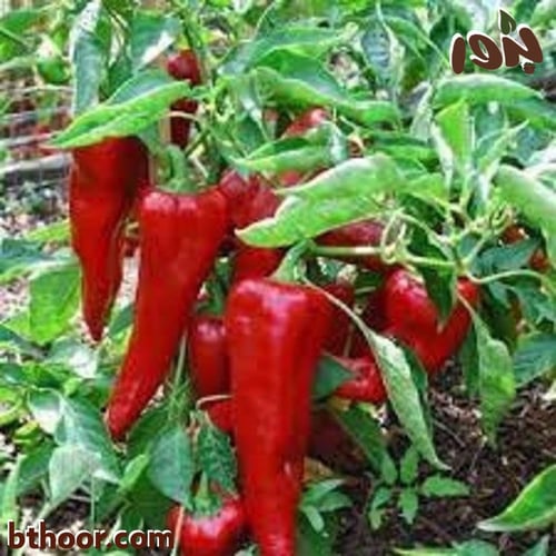 بذور فلفل حار أحمر - كبير الحجم ( Capsicum annuum...