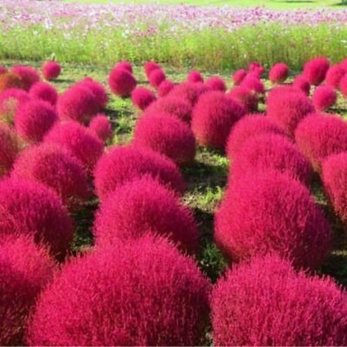 بذور مكنسة الجنة ( الكوشيا ) Kochia Scoparia