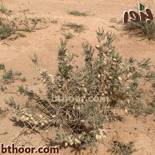 بذور القتاد ( Astragalus spinosus )