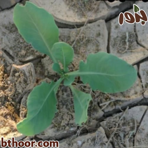 بذور الحميض-الحماض جملة