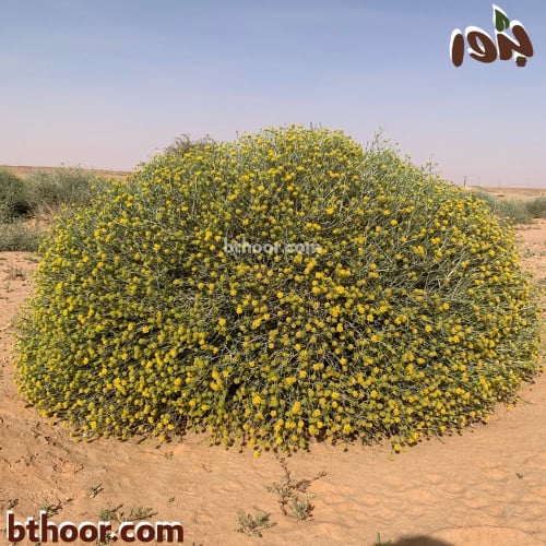 بذور نبات العرفج ( Rhanterium epapposum )