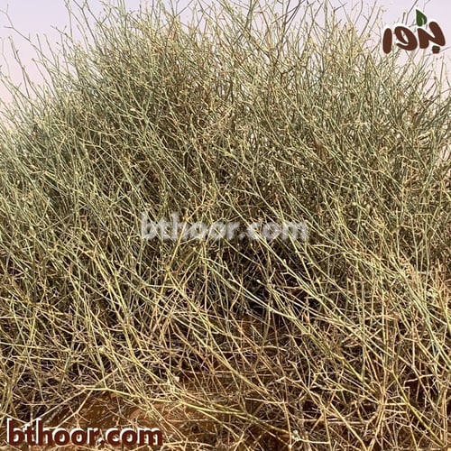 بذور العلجان-قرضي او قزوح ( Deverra triradiata )
