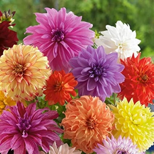 بذور زهرة داليا ( Dahlia decorative )