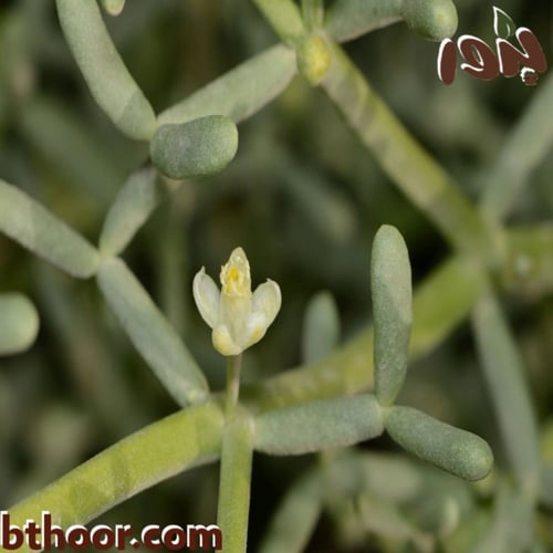 بذور الهرم ( Zygophyllum coccineum )