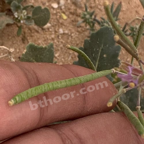 بذور اليهق ( الجرجير البري) - Diplotaxis acris