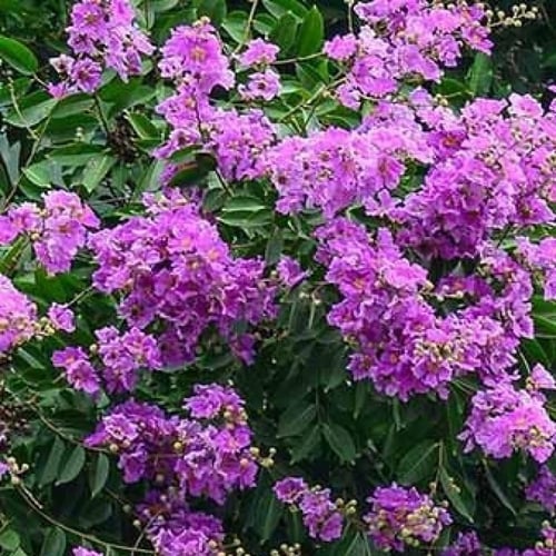 بذور تمر حنا - لاجستروميا ( Lagerstroemia indica...
