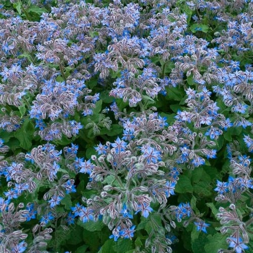 بذور خبز النحل(Borage officinalis)