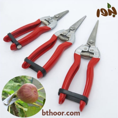 مقص ورد وثمار